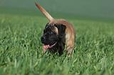 BULLMASTIFF 547